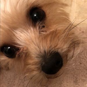 Meet your Posher, Sylvia